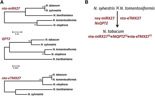 Phylogenetic tree (A) and evolution model (B) of nta-miRX27, its target QPT2, and target mimic nta-eTMX27 in the Nicotiana genus. The nucleotide sequences of nta-miRX27, QPT2, and nta-eTMX27 from tobacco, N. sylvestris (nsy), N. benthamiana, N. otophora, and N. tomentosiformis (nto) were aligned using the neighbor-joining method with 1,000 replications.