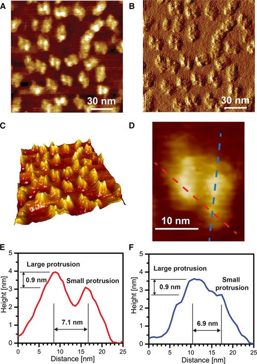 High-resolution CM-AFM images of PSII-OEC dimers in liquid medium. A, Topography image at high resolution. The brightness of the white areas of the image corresponds to the height, allowing for qualitative distinction of the small and large protruding subparticles within PSII-OEC. B, Deflection image of A. C, Three-dimensional (3-D) enhanced image of A. D, Digital enlargement of a PSII-OEC particle. E, Height profile of the PSII-OEC particle in D across two monomers. F, Height profile of the PSII-OEC particle in D along a single monomer. Note that the transects in D are chosen such that they pass the maximum height of the visible protrusions and that the zero level is defined as the minimum height associated with the individual profiles.