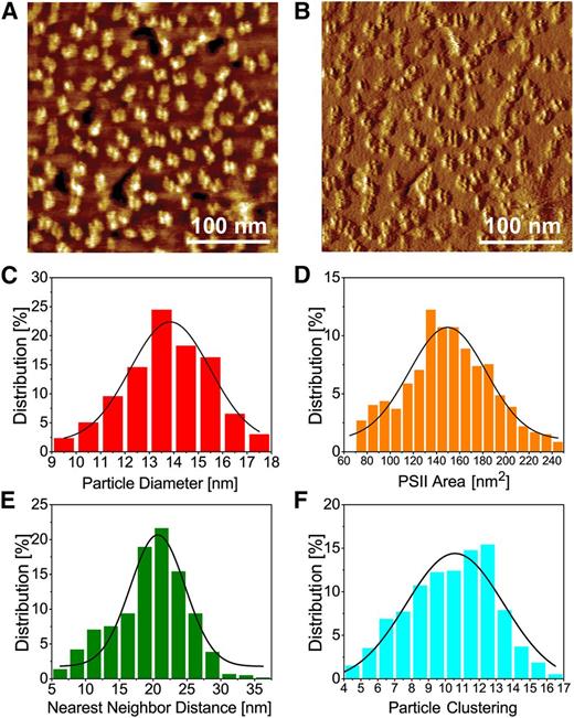 Physical dimensions of PSII-OEC from moderately high-resolution AFM images. A, Topography image. B, Deflection image of A. C to F, Graphs showing the percentage distributions of PSII-OEC particle diameter (C), area (D), nearest neighbor (center-to-center) distance (E), and particle clustering (number of particles within a 50-nm radius of a given particle; F). For statistics, see Supplemental Table S1.