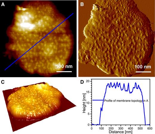 Typical grana membrane. A, Topography image at intermediate resolution. B, Deflection image of A. C, 3-D enhanced image of A. D, Height profile of the membrane topology in A. Note that the height is measured with respect to the mica surface.
