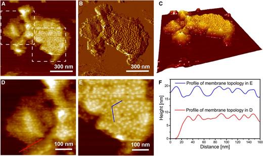 Identification of novel particles associated with single membranes. A, Topography image at intermediate resolution. B, Deflection image of A. C, 3-D enhanced image of A. D and E, Digital enlargements of regions in A, highlighted by dashed-line boxes and enriched in either the novel particles (left box) or PSII-OEC particles (right box). F, Comparison of the height profiles of membrane topology associated with the novel particles in D and the PSII-OEC particles in E. Note that the transects in D and E are chosen so that they pass the maximum height of the visible protrusions and that the height is measured with respect to the mica surface.