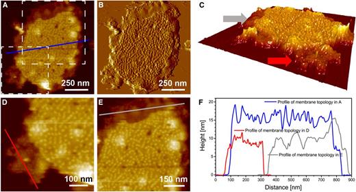 Characterization of single membrane region-associated novel particles along with the flat region of a single membrane. A, Topography image at intermediate resolution. B, Deflection image of A. C, 3-D enhanced image of A. D and E, Digital enlargements of the regions of single membranes in A that are highlighted by dashed-line boxes. One region is enriched in novel particles (bottom box), and the other has very flat membrane surfaces (top box). F, Comparison of the height profiles of membrane topology in A, with membrane topology associated with novel particles in D and with the flat region of the single membrane in E. Note that the height is measured with respect to the mica surface.