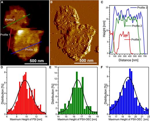 Height levels associated with grana membranes. A, Topography image at intermediate resolution of two membrane fragments from grana membrane preparations with three different height levels. B, Deflection image of A. C, Three membrane height profiles (profiles 1, 2, and 3) from the topography image of A. Note that the height is measured with respect to the mica surface. D to F, Graphs showing percentage distributions of particle maximum vertical heights from membranes with height levels 1 (D), 2 (E), and 3 (F), with respect to the reference mica height. For statistics, see Supplemental Table S1.
