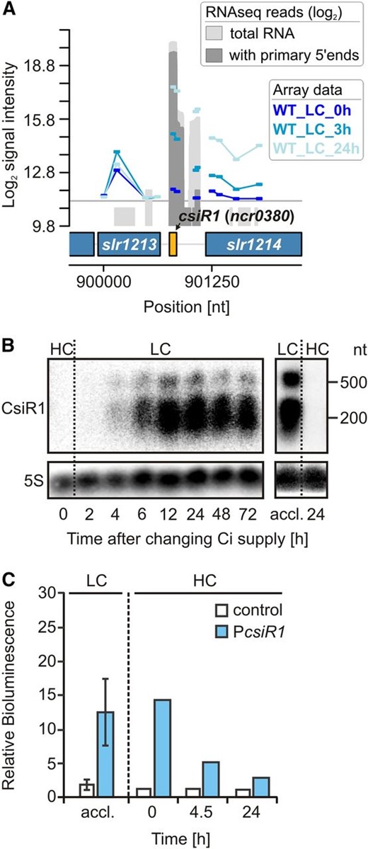 The Ci-regulated ncRNA CsiR1. A, Genomic locus of the ncRNA CsiR1 with mapped array probes. The signal intensities are given as log2 values. The gray graphs represent RNA sequencing data given as log2 read numbers, which were extracted from Mitschke et al. (2011). These data indicate that strong induction of CsiR1 probably also drives the expression of the downstream gene slr1214 (response regulator 15, light and stress integrating response regulator, lsiR), whose strong induction upon a downshift in Ci supply has been reported earlier (Wang et al., 2004). B, Ci-dependent expression kinetics of CsiR1 analyzed by northern blotting. Cells were precultivated in the presence of HC (5% CO2), and then CO2 supply was reduced (LC; 0.040%). Long-term LC-acclimated cells (accl.; 1 week) were again shifted to HC. C, Verification of the CsiR1 Ci-dependent promoter activity using luxAB reporter gene fusions whose expression was measured as bioluminescence in vivo. For the promoter analysis, the upstream sequence from −299 to +1 with respect to the csiR1 TSS (+1) was used. Data for LC are means ± sd obtained with triplicates (independent transformants) in three independent experiments. The shift to HC was performed twice. nt, Nucleotides; WT, wild type.
