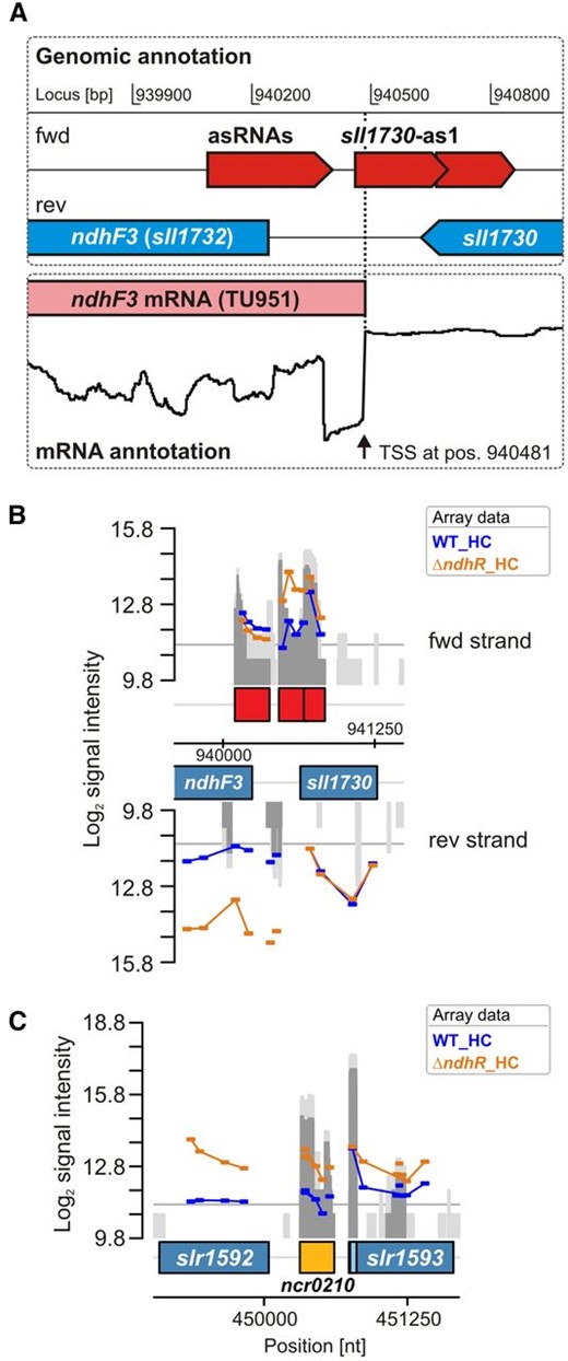 Identification of NdhR-regulated asRNAs and potentially trans-encoded ncRNAs. A, Transcriptional organization of the ndhF3 gene, for which an increased transcript accumulation was observed in ∆ndhR. The localization of asRNAs was extracted from Mitschke et al. (2011). Differential RNA sequencing (Kopf et al., 2014a) revealed the TSS of the ndhF3 gene. Interestingly, one asRNA (sll1730-as1), which was originally mapped to sll1730, because it overlaps its coding region, also overlaps with 21 nucleotides of the 5′ end of the ndhF3 mRNA (TU951). B, Array signals for probes covering the same genomic region. Transcription of this asRNA also appeared higher in ∆ndhR. C, Array signals for a putatively NdhR-regulated ncRNA, Ncr0210, which is localized downstream of slr1592 and also appeared to be NdhR regulated (compare with Table V, class III genes). nt, Nucleotides; WT, wild type.