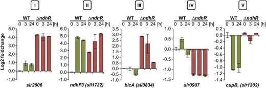 Classification of Ci-regulated protein-coding genes in Synechocystis 6803. Different categories of expression patterns were observed in ∆ndhR upon sudden downshift in Ci availability: category I, entirely deregulated; category II, derepressed but further induced upon Ci downshift; category III, derepressed in ƊndhR but not inducible by Ci depletion in wild type (WT); category IV, repressed compared with the wild type; and category V, not repressed by Ci depletion as in the wild type. Values are given as log2 fold changes compared with the wild type grown at HC (0 h).