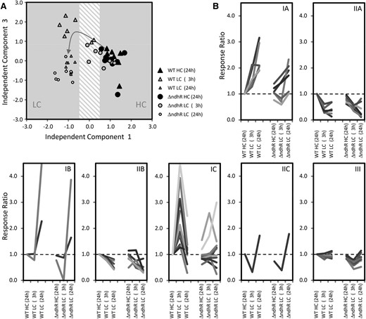 Global analysis of the metabolic responses to a shift from HC to LC conditions in the Synechocystis 6803 wild type (WT) compared with the ƊndhR mutant. A, Nontargeted ICA of all observed mass features from gas chromatography-electron ionization-time of flight-mass spectrometry-based metabolite profiles. The transition of the wild-type metabolome (triangles) from HC to LC (described by IC1) via transient changes at 3 h of LC (described by IC3) is indicated by the arrow. The metabolome of the ƊndhR mutant (circles) responds with a delay and does not form the wild-type pattern of transient changes 3 h after the shift to LC. The ICA was based on the first five components of a principal component analysis that covered 46.4% of the total variance of the data set. The data set consists of three independently repeated biological experiments with two to three replicate samples from each culture and condition. B, Classification of the annotated metabolites from our metabolome data set according to their response type in the Synechocystis 6803 wild type. Categories IA to IC comprise metabolites with early and maintained (IA), late (IB), or only transient (IC) increases. Categories IIA to IIC represent the respective inverse behavior. Category III contains nonresponding metabolites in the wild type that are significantly changed in the ƊndhR mutant in at least one of the conditions (P < 0.05). Categories are based on hierarchical cluster analysis (HCA) using Euclidian distance and complete linkage.
