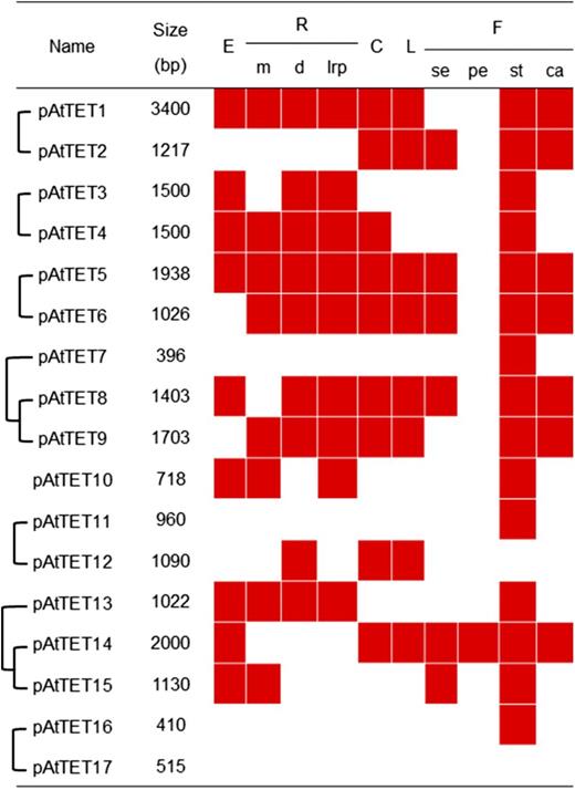Schematic overview of TET expression patterns in different organs. Duplicated gene pairs are indicated with square brackets. (The length of the square brackets does not represent the evolutionary distance.) E, Embryo; R, root; m, primary root meristem and root tip; d, primary root differentiation zone; lrp, lateral root primordia; C, cotyledon; L, rosette leaf; F, flower; se, sepal; pe, petal; st, stamen; ca, carpel.