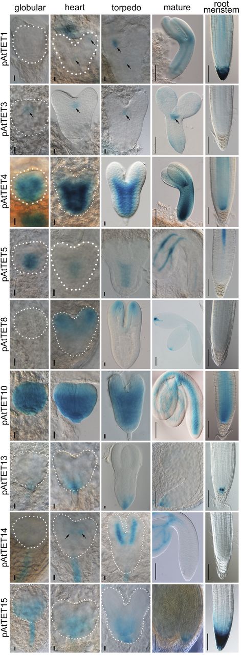 TET expression patterns during embryogenesis and in the primary root meristem after germination. Transgenic plants shown are as follows: pAtTET1::NLS-GFP/GUS, pAtTET3::NLS-GFP/GUS, pAtTET4::NLS-GFP/GUS, pAtTET5::NLS-GFP/GUS, pAtTET8::NLS-GFP/GUS, pAtTET10::NLS-GFP/GUS, pAtTET13::NLS-GFP/GUS, pAtTET14::NLS-GFP/GUS, and pAtTET15::NLS-GFP/GUS. Columns represent consecutive developmental stages: globular, heart, torpedo, and mature. Dotted lines delineate the outlines of the young embryos. Arrows in TET1, TET3, and TET14 images indicate gene expression sites. Bars = 0.01 mm (globular, heart, and torpedo stages) and 0.1 mm (mature embryo and root meristem).