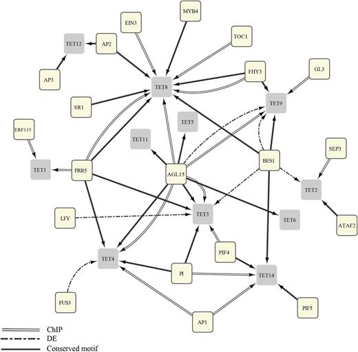 TF-TET gene regulatory network. Nodes and arrows depict genes and regulatory interactions, and yellow and gray rounded rectangles are TFs and TETs, respectively. The arrows do not represent any positive or negative regulation between the TFs and TETs. Regulation identified by ChIP sequencing and a conserved binding motif are shown with doubled lines and solid lines, respectively. Differentially expressed (DE) regulation is shown with dashed lines. AGL15, AGAMOUS-LIKE15; AP, APETALA; ATAF2, ARABIDOPSIS NAC DOMAIN-CONTAINING PROTEIN81; BES1, ethyl methanesulfonate-mutagenized allele of BRASSINOSTEROID INSENSITIVE1-SUPPRESSOR1; EIN3, ETHYLENE-INSENSITIVE3; ERF115, ETHYLENE RESPONSE FACTOR115; FHY3, FAR-RED ELONGATED HYPOCOTYLS3; GL3, GLABRA3; LFY, LEAFY; MYB4, MYB DOMAIN PROTEIN4; PI, PISTILLATA; PIF, PHYTOCHROME-INTERACTING FACTOR; PRR5, PSEUDO-RESPONSE REGULATOR5; SEP3, SEPALLATA3; SR1/CAMTA3, SIGNAL RESPONSIVE1/CALMODULIN-BINDING TRANSCRIPTION ACTIVATOR3; and TOC1, TIMING OF CHLOROPHYLL A/B-BINDING PROTEIN EXPRESSION1.