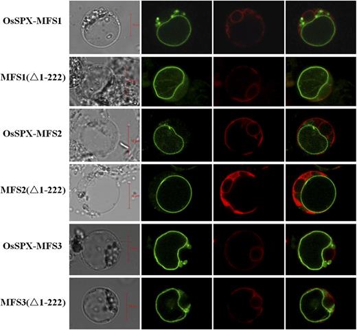 Subcellular localization of full-length OSPSX-MFS proteins and truncated MFS domains in rice protoplasts. N-terminal GFP fusion constructs were transformed with isolated rice protoplasts. The green signals indicate GFP, and the red signals indicate plasma membrane marker AtPIP2A::mCherry. The ∆MFS1 (1-222), ∆MFS2 (1-222), and ∆MFS3 (1-222) lack the N-terminal 222 amino acid corresponding to the SPX domain. Bars = 10 µm.