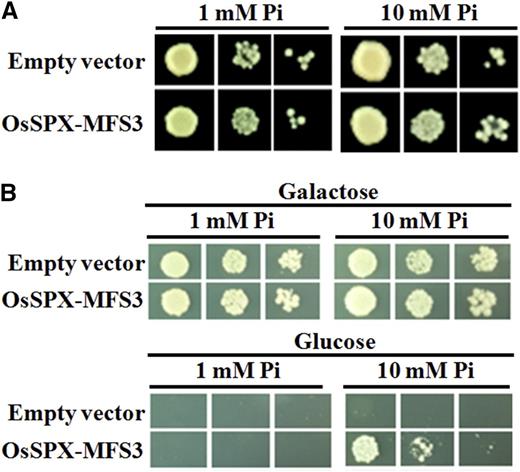 Complementation of yeast Pi transporter mutant. A, Complementation of yeast mutant PAM2 (∆pho84∆pho89) by the OsSPX-MFS3 gene. B, Complementation of yeast mutant EY917 (∆pho84∆pho87∆pho89 ∆pho90∆pho91) by the OsSPX-MFS3 gene. Yeast cells harboring either an empty expression vector (control) or OsSPX-MFS3 cDNA construct were grown in YPD medium with Gal to an OD600 of 1. Equal volumes of 10-fold serial dilutions were applied to YPD (pH 5.5) medium with 1 or 10 mm Pi and then incubated at 30°C for 4 d.