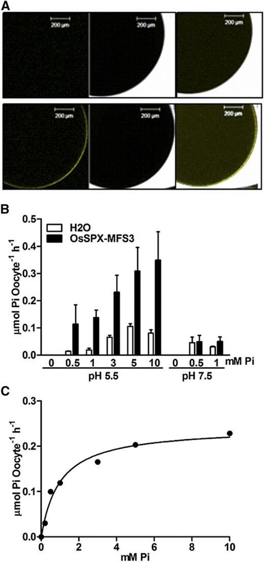 A, Subcellular localization of OsSPX-MFS3 in X. laevis oocytes. cRNAs of nYFP-fused OsSPX-MFS3 were injected into oocytes and incubated for 48 h in BS before imaging with confocal laser scanning microscopy. B, Pi influx activity of OsSPX-MFS3. Oocytes were incubated for 48 h in BS (without Pi) and then transferred into BS solution containing different Pi concentrations containing 32P (2 mCi mL–1) for 1 h. The radioactivity response to increasing concentrations of externally applied Pi was recorded at pH 5.5 and 7.5. Mean ± se of the mean (n = 10 oocytes) is shown. C, Nonlinear regression of Pi uptake of OsSPX-MFS3 versus external Pi concentration at pH 5.5 was used to estimates the K m value. Oocytes were incubated for 48 h in BS (without Pi) and then transferred into BS solution containing different Pi concentrations containing 33P (5 mCi mL–1) for 1 h. The radioactivity response to increasing concentrations of externally applied Pi was recorded at pH 5.5. Estimated K m and V max were 1.101 ± 0.03 mm and 0.24 ± 0.01 μmol Pi oocyte–1 h–1, respectively. Bars = 200 µm.