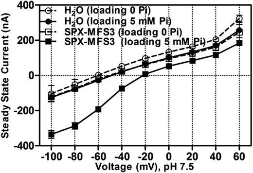 OsSPX-MFS3 mediates Pi-dependent inward current in X. laevis oocytes. Steady-state current/voltage plots of water-injected control oocytes (filled and unfilled circles) and OsSPX-MFS3-expressing oocytes (filled and unfilled squares). The oocytes were preincubated in BS with 0 (dash line) or 5 mm (full line) Pi for 2 d. The currents were recorded with Pi-free ND-10 solution (pH 7.5). Mean currents ± se of the mean (n = 4) are present.