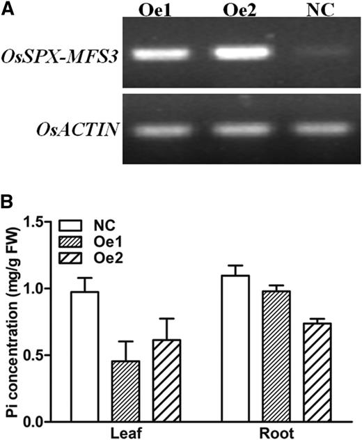 RT-PCR (A) and Pi concentration (B) of OsSPX-MFS3 overexpression plants. Homozygous seeds of the T2 generation were geminated for 3 d and hydroponically cultured for 3 weeks. Oe1 and Oe2 represent two independent OsSPX-MFS3 transgenic lines. The leaves of the plants were sampled for RT-PCR. Leaves and roots of positive and negative segregants were sampled for Pi concentration detection. Mean ± se of the mean (n = 3) is present. NC, Negative control; FW, fresh weight.