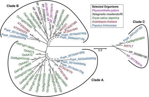 Phylogenetic tree of GT61 proteins from five species. Branches are annotated with National Center for Biotechnology Information Reference sequences, except for the known AtXYLT, OsXAT2, OsXAT3, and OsXAX1 enzymes. Clades are named as first reported (Anders et al., 2012). MUCI21 belongs to the hitherto uncharacterized clade B of the GT61 family. The tree is drawn to scale, with branch lengths measured in the number of substitutions per site. Bootstrap values indicate the reliability of the nodes.