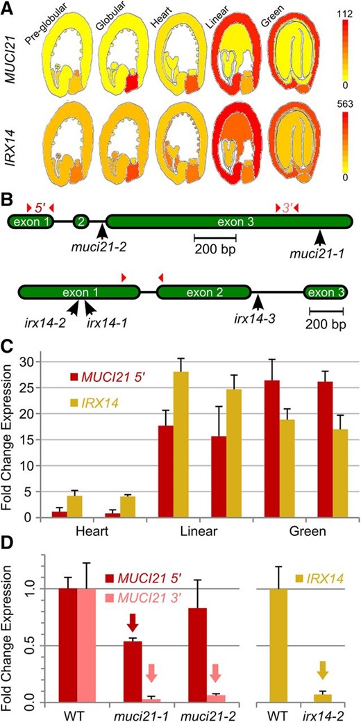 Overview of MUCI21 and IRX14 expression and mutations. A, MUCI21 and IRX14 are expressed in the seed coat (Winter et al., 2007; Belmonte et al., 2013). B, Insertions and qRT-PCR primers (arrowheads) used. C, Transcription in wild-type (WT) siliques stages based on embryo shape (two biological replicates each). All values are relative to the first MUCI21 sample. D, Mutant siliques at the linear stage have reduced expression (arrows; Student’s t test, P < 0.05) relative to the wild type. Data in C and D show the means + sd (normalized to UBQ5) of three technical replicates.