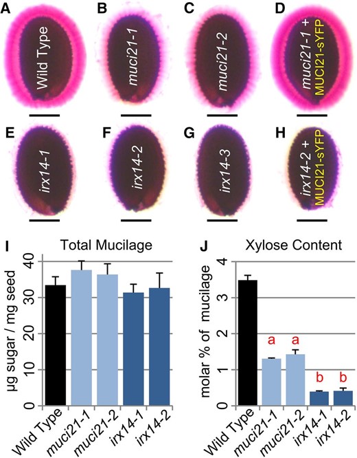 muci21 and irx14 mutants have seed mucilage defects. A to H, Seeds hydrated in water were stained with RR. The 35S:MUCI21-sYFP transgene rescued muci21-1 staining defects (D) but not the irx14-2 phenotype (H). The muci21 and irx14 mutants produced normal amounts of total mucilage (I) but had severe decreases in Xyl content (J). Letters in J indicate significant changes between the mutants and wild type (WT; Student’s t test, P < 10–5). Bars = 200 µm.