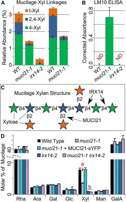 MUCI21 decorates xylan backbones produced by IRX14. A, Mucilage Xyl linkages from two independent experiments. B, Abundance of unbranched xylan labeled by LM10 (McCartney et al., 2005) in mucilage extracts. Epitopes were not detected (ND) in the wild type (WT) and irx14 after background correction. C, Proposed structure of mucilage xylan, with Xyl units colored according to the legend in A. D, Composition of total mucilage extracts. Letters show that 35S:MUCI21-sYFP rescued the Xyl defect of muci21-1, while muci21 irx14 double mutants were similar to irx14 (Student’s t test, P < 10–3). Data show means + sd of at least three biological replicates, except only two for irx14-2 in A and the double mutant in D.
