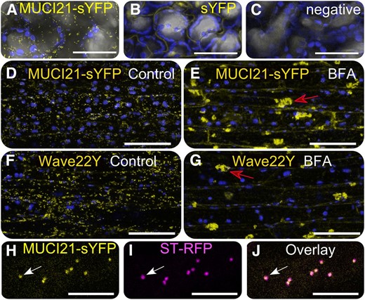 MUCI21-sYFP proteins are localized in the Golgi. Arabidopsis cells expressing MUCI21-sYFP (A), the free sYFP tag (B), or no transgene (C). A to C, sYFP (yellow), chloroplast intrinsic fluorescence (blue), and transmitted light (gray) signals overlaid in Fiji. E to H, After BFA treatment, MUCI21-sYFP and the Wave22Y Golgi marker aggregated in large bodies (red arrows). H to J, MUCI21-sYFP and ST-RFP Golgi punctae colocalized (white arrows). Bars = 50 (A–G) and 10 µm (H–J).