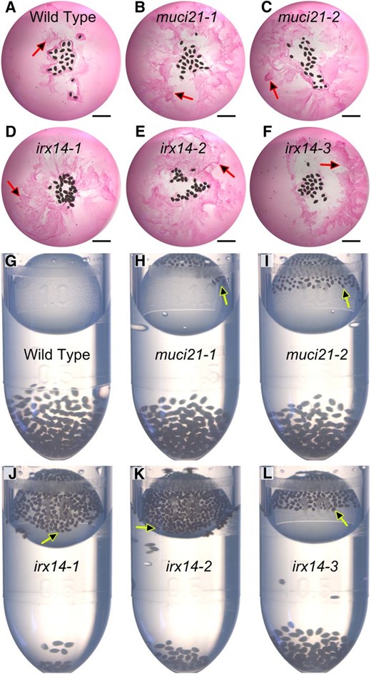 Mucilage is easily detached from muci21 and irx14 seeds. A to F, Nonadherent mucilage (arrows) released by seeds hydrated directly in RR. G to L, The majority of irx14 seeds, and some muci21 seeds, floated (arrows) after 20 min of contact with water. Similar seed quantities were added to each tube. Bars = 2 mm.