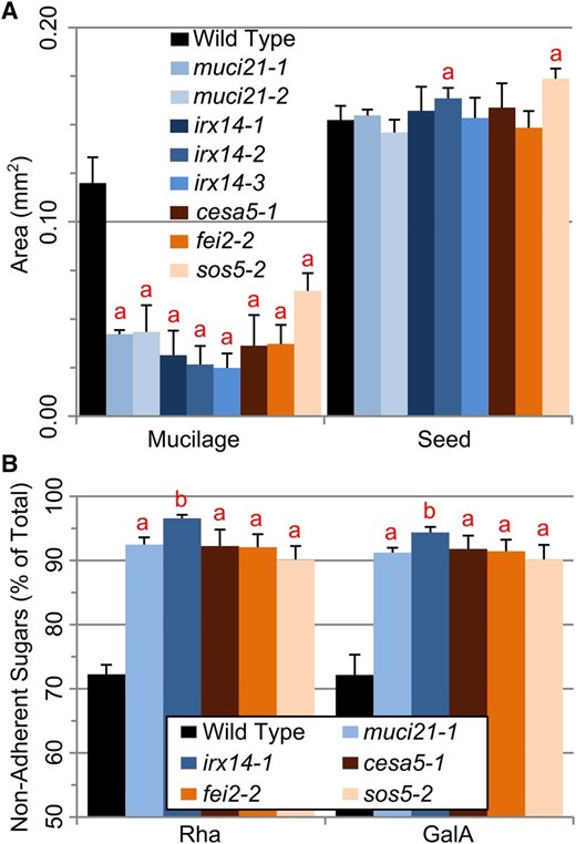 Comparison of muci21 and irx14 with other loss-of-adherence mutants. A, Dimensions of seeds and their RR-stained mucilage capsules. B, Rha and GalA easily detached from the mutant seeds. Data show means + sd of five biological replicates. The a and b indicate significant changes between the wild type and the mutants (Student’s t test, P < 0.05).