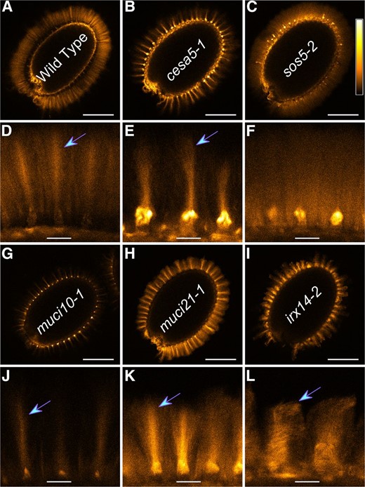 Cellulose structure in mutants with impaired mucilage adherence. A to L, S4B staining of cellulose in mucilage. Signals were visualized with the Orange Hot look-up table, using the calibration bar shown in C. All mutants displayed ray-like regions (arrows) except sos5. Magnified panels correspond to the seeds above them. Bars = 200 (A–C and G–I) and 25 µm (D–F and J–L).