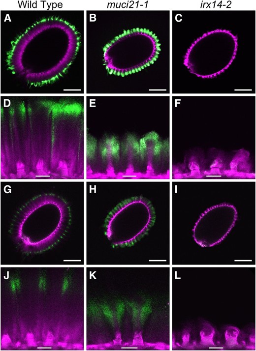 muci21 and irx14 mucilage has impaired RG I and xylan distribution. Optical sections show unbranched RG I labeled by CCRC-M36 (A–F) or xylan bound by CCRC-M139 (G–L) in green. Cellulose was counterstained with S4B (magenta). As xylan epitopes were less abundant than RG I, green intensity was increased in postacquisition (G–L). Bars = 200 (A–C and G–I) and 25 µm (D–F and J–L).