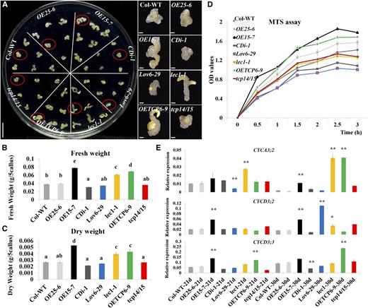 Ectopic expression of GhLEC1, GhCKI, and GhTCP15 in Arabidopsis affects the callus proliferation. A, Callus growth of the Col-0 wild type (WT), OE25-6, OE15-7, CDi-1, Lov6-29, lec1-1, OETCP6-9, and tcp14/15 at 21 d. Calluses in red circles are highlighted on the right. Bars = 1 cm (culture plate) and 1 mm (highlighted pictures). B and C, Determination of the fresh weight (B) and dry weight (C) of the Col-0 wild type, OE25-6, OE15-7, CDi-1, Lov6-29, lec1-1, OETCP6-9, and tcp14/15 cultures cultured for 21 d. The fresh and dry weights were calculated as grams of callus from five explants. D, MTS assays. Protoplasts (2 × 105) were prepared from cultures of the Col-0 wild type, OE25-6, OE15-7, CDi-1, Lov6-29, lec1-1, OETCP6-9, and tcp14/15 after 21 d of culturing and then cultured in 100 μL of W5 with MTS for 0.5 to 3 h for detecting OD values. (E) Expression levels for cell proliferation-related genes (CYCA3;2, CYCD3;2, and CYCD3;3) were validated by qRT-PCR in cultures of the Col-0 wild type, OE25-6, OE15-7, CDi-1, Lov6-29, lec1-1, OETCP6-9, and tcp14/15 after induction for 21 and 30 d. The data in B to D represent the means ± sem of biologically independent experiments (n ≥ 3). Values in B and C not sharing a common letter were considered statistically significant (SSR; P < 0.05). Asterisks in D indicate statistically significant differences between different lines and the wild type (Student’s t test). *, P < 0.05; **, P < 0.01.
