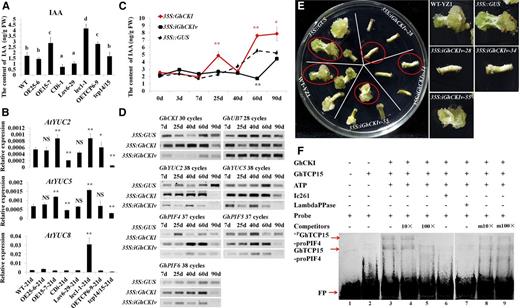 GhCKI is involved in auxin biosynthesis by regulating the transcription of GhPIF4 through phosphorylating GhTCP15. A, IAA contents of the Col-0 wild type (WT), OE25-6, OE15-7, CDi-1, Lov6-29, lec1-1, OETCP6-9, and tcp14/15 in 21-d cultures. The data represent the means ± sem of biologically independent experiments (n ≥ 3). Values not sharing a common letter were considered statistically significant (SSR; P < 0.05). B, Expression levels of auxin biosynthesis genes were validated by qRT-PCR in the Col-0 wild type, OE25-6, OE15-7, CDi-1, Lov6-29, lec1-1, OETCP6-9, and tcp14/15 21-d cultures. The data represent the means ± sem of biologically independent experiments (n ≥ 3). Asterisks indicate statistically significant differences between different lines and the wild type (Student’s t test). NS, Not significant; *, P < 0.05; **, P < 0.01. C, Determination of IAA content in 35S::GUS, 35S:GhCKI, and 35S:iGhCKIv cultures at different culture time points of transgenic cotton explants. The data represent the means ± sem of three biologically independent experiments. Red asterisks indicate statistically significant differences between 35S:GhCKI and 35S::GUS. Black asterisks indicate statistically significant differences between 35S:iGhCKIv and 35S::GUS. FW, Fresh weight; *, P < 0.05; **, P < 0.01. D, RT-PCR showing the expression of PIFs and auxin biosynthesis genes in 35S::GUS, 35S:GhCKI, and 35S:iGhCKIv transgenic cotton explants. GhUB7 was used as a control; 7 to 90 d indicate that explants transformed with different constructs were cultured on callus induction medium without antibiotics for 2 d (coculture) followed by transfer to induction medium containing antibiotics and cultured for 7 to 90 d. E, Homozygous 35S:iGhCKIv transgenic lines were cultured on medium without applying exogenous auxin. Wild-type YZ1 and 35S::GUS act as controls and showed significantly increases in callus mass accompanied by the appearance of somatic embryos. However, the inhibition of callus induction in 35S:iGhCKIv-28 and -34 cotton explants, leading to SE abortion, was observed. Calluses in red circles are highlighted on the right. Bars = 1 cm. F, EMSA showing the effects of GhCKI on the binding of GhTCP15 to labeled GhTP4 probe carrying a GTGGGACC core element in the promoter of GhPIF4. Lanes 2 to 6, Untreated GhTCP15 (lane 2) or GhTCP15 preincubated with GhCKI and ATP (lane 3), 10× or 100× unlabeled GhTP4 added to lane 3 reaction solution (lanes 4 and 5), and the CKI inhibitor Ic261 added to lane 3 (lane 6). To examine the effect of dephosphorylation, the mixture in lane 3 was incubated with λ-PPase (lane 7). Additionally, 10× or 100× unlabeled mproPIF4 was added to lane 3 (lanes 8 and 9, respectively). Ic261 is the CKI inhibitor; 10× or 100× indicate 10× or 100× unlabeled ProPIF4, and m10× or m100× indicate m10× or m100× unlabeled mproPIF4. +PGhTCP15-ProPIF4 and GhTCP15-ProPIF4 indicate phosphorylated GhTCP15 and GhTCP15 binding to labeled ProPIF4, respectively. FP, Free probe; FW, fresh weight; LambdaPPase, λ-PPase.
