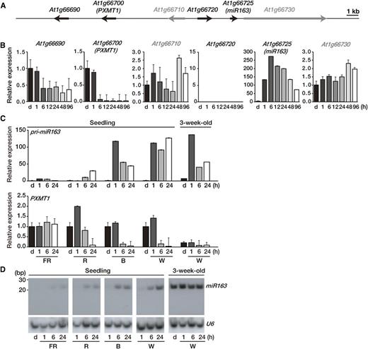 Expression levels of miR163 and PXMT1 during seedling de-etiolation. A, Schematic diagram showing the location of miR163 (At1g66725) and its putative targets on chromosome 1. Putative targets (At1g66690, At1g66700, and At1g66720) of miR163 and neighboring (At1g66710 and At1g66730) genes are shown as black and gray arrows, respectively. The arrows in the diagram indicate transcriptional directions. Bar = 1 kb. B, Expression of pri-miR163, its putative targets, and neighboring genes during seedling de-etiolation. Four-day-old etiolated Arabidopsis seedlings (d) were treated with W light as indicated (1, 6, 12, 24, 48, and 96 h). Expression levels were determined by qRT-PCR with specific gene primer sets and normalized with Actin2 expression level. Values were normalized to that of the etiolated sample (d) of each graph. Error bars indicate sd (n = 3). C, Expression levels of pri-miR163 and PXMT1 during seedling de-etiolation under different light qualities. Four-day-old etiolated Arabidopsis seedlings (d) were treated with FR (5 µmol m−2 s−1), R (20 µmol m−2 s−1), B (10 µmol m−2 s−1), and W (100 µmol m−2 s−1) light as indicated (1, 6, and 24 h). Expression levels were determined by qRT-PCR as described in B. Values were normalized to that of the d sample of each panel. Error bars indicate sd (n = 3). D, Small RNA gel-blot analysis showing miR163 expression during seedling de-etiolation. Total RNA was extracted from the samples described in C. U6 snRNA levels were used as a loading control.