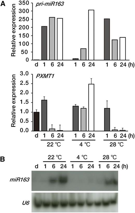 Expression levels of miR163 and PXMT1 at different temperatures. A, Expression levels of pri-miR163 and PXMT1 at 22°C, 4°C, and 28°C. Etiolated seedlings (d) were incubated at different temperatures (22°C, 4°C, and 28°C) under the same light intensity (100 µmol m−2 s−1) as indicated (1, 6, and 24 h). Values were normalized to that of the d sample of each panel. Error bars indicate sd (n = 3). B, Small RNA gel-blot analysis showing miR163 expression at 22°C, 4°C, and 28°C. Total RNA was extracted from the samples described in A. U6 snRNA levels were used as a loading control.