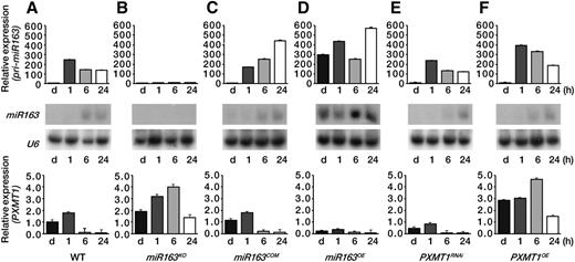 Regulated expression of PXMT1 by miR163 during seedling de-etiolation. A to F, Expression levels of pri-miR163, miR163, and PXMT1 in the wild type (WT; A), mir163 mutant miR163 KO (B), miR163 complementation line miR163 COM (C), miR163 overexpression line miR163 OE (D), PXMT1 RNAi line PXMT1RNAi (E), and PXMT1 overexpression line PXMT1 OE (F). Four-day-old etiolated seedlings (d) were treated with W light as indicated (1, 6, and 24 h). All conditions for qRT-PCR and small RNA gel-blot analysis were identical to those described in Figure 1, A and C. Values in A to F were normalized to that of the d sample in the wild type (A). Error bars indicate sd (n = 3).