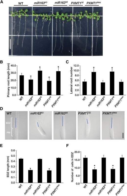 MiR163 is involved seedling root growth. A, Root phenotypes of the wild type (WT), mir163 mutant miR163 KO, miR163 overexpression line miR163 OE, PXMT1 overexpression line PXMT1 OE, and PXMT1 RNAi line PXMT1 RNAi. The seedlings were grown on Murashige and Skoog medium for 14 d under long-day conditions (16 h light/8 h dark). Scale bar = 1 cm. B, Primary root length of seedlings shown in A. C, Number of lateral roots of seedlings shown in A. D, Elongation/differentiation zone length of the wild type, mir163 mutant miR163 KO, miR163 overexpression line miR163 OE, PXMT1 overexpression line PXMT1 OE, and PXMT1 RNAi line PXMT1 RNAi. Blue line indicates the elongation/differentiation zone in root meristem. Scale bar = 0.2 mm. PM, Proximal meristem; EDZ, elongation/differentiation zone. E, Elongation/differentiation zone length shown in D. F, Number of cells in elongation/differentiation zone shown in D. B, C, E, and F, Error bars indicate the mean ± sd (n = 50) with biological replicates, and values (*) are statistically significant from the wild type based on Student’s t test (P < 0.001).