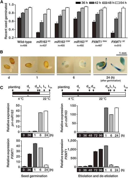 MiR163 plays a role in seed germination. A, Seed germination of the wild type, mir163 mutant miR163 KO, miR163 complementation line miR163 COM, miR163 overexpression line miR163 OE, PXMT1 RNAi line PXMT1RNAi, and PXMT1 overexpression line PXMT1 OE. Seed germination was scored by radicle emergence at different time points (36, 42, 48, and 54 h) under continuous light (100 µmol m−2 s−1). Seed numbers (n) are represented below the x axis. Error bars indicate sd (n = 3). B, Histochemical localization of GUS activity in germinating transgenic Arabidopsis seeds carrying pri-miR163 promoter::GUS-GFP transgene. GUS staining was performed with de-etiolated seedlings indicated (1, 6, and 24 h). C, Expression levels of pri-miR163 and PXMT1 during seed germination or seedling de-etiolation. Arrows indicate sampling points. Values were normalized to that of the d0 sample of each group with Actin8 expression level. Error bars indicate sd (n = 3).
