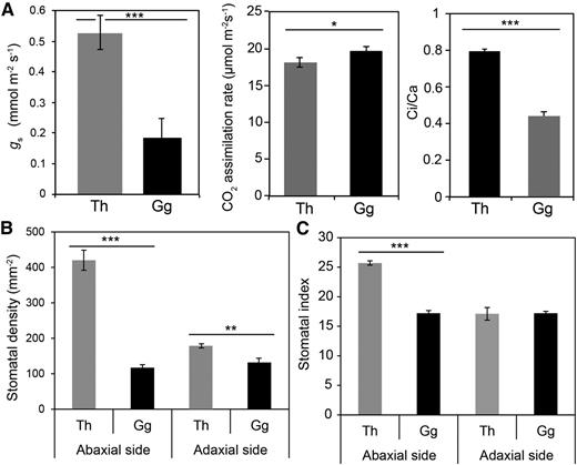 G. gynandra and T. hassleriana show variation in g s and stomatal density. A, Variation in g s (left), CO2 assimilation (middle), and C i-C a ratio (right) between T. hassleriana (Th; gray bars) and G. gynandra (Gg; black bars). B and C, Stomatal density (B) and stomatal index (C) for T. hassleriana (gray bars) and G. gynandra (black bars). Data are shown as means of at least 10 replicates. Asterisks represent statistically significant differences after Student’s t test: ***, P ≤ 0.001; **, P ≤ 0.004; and *, P ≤ 0.05.