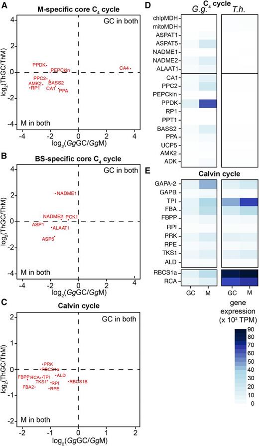 Cell specificity of transcripts encoding proteins involved in the core C4 cycle. A to C, Log2 fold changes are plotted and show the distribution of gene expression in GCs and M cells of G. gynandra (Gg) and T. hassleriana (Th). D and E, Heat maps of the gene expression in GCs and M cells of both species expressed in TPM. chlpMDH, CHLOROPLASTIC MALATE DEHYDROGENASE; mitoMDH, MITOCHONDRIAL MALATE DEHYDROGENASE; NAD-ME, NAD-DEPENDENT MALIC ENZYME; PEPCKin, PHOSPHOENOLPYRUVATE CARBOXYLASE KINASE; RP1, PPDK REGULATORY PROTEIN1; PPT1, PHOSPHOENOLPYRUVATE/PHOSPHATE TRANSLOCATOR1; PPA, PYROPHOSPHORYLASE6; AMK2, AMP KINASE; ADK, ADENYLATE KINASE; GAPA/B, GLYCERALDEHYDE 3-PHOSPHATE DEHYDROGENASE A/B SUBUNIT; TPI, TRIOSE PHOSPHATE ISOMERASE; FBA, FRUCTOSE-BISPHOSPHATE ALDOLASE; FBPP, FRUCTOSE 1,6-BISPHOSPHATE PHOSPHATASE; RPI, RIBOSE PHOSPHATE ISOMERASE; PRK, PHOSPHORIBULOKINASE; RPE, RIBULOSE-5-PHOSPHATE-3-EPIMERASE; TKS1, TRANSKETOLASE; ALD, ALDOLASE; RBCS1A, RIBULOSE BISPHOSPHATE CARBOXYLASE SMALL CHAIN1A; RCA, RUBISCO ACTIVASE.