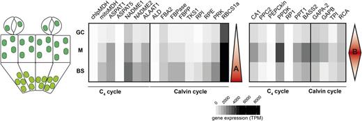 Two patterns of cell-specific expression for genes involved in the C4 and Calvin-Benson cycles in leaves of G. gynandra. Heat maps represent gene expression in each cell type in TPM. The false color code indicates increased expression with darker colors. BS data were obtained from Aubry et al. (2014). Red triangles indicate the two major patterns of expression across the leaf.