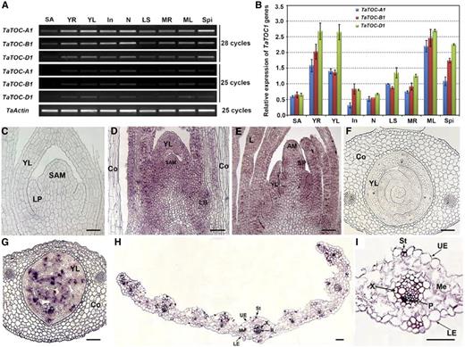 Expression patterns of TaTOC-A1, TaTOC-B1, and TaTOC-D1 in different wheat organs. A, Total RNAs were isolated from various organs of hexaploid wheat at ZT12 under 12-h-light/12-h-dark conditions. Expression of TaTOC-A1, TaTOC-B1, and TaTOC-D1 expression was analyzed by RT-PCR. B, Real-time qRT-PCR was performed using homolog-specific primers of TaTOC-A1, TaTOC-B1, and TaTOC-D1 under highly stringent conditions. The TaActin gene was used as an endogenous control. The data are the means from three replicates. C–I, In situ localization of the TaTOC1 mRNAs in the vegetative shoot apices, inflorescence primordia, and leaves of wheat. C-E, Longitudinal sections of the vegetative shoot apex and an inflorescence primordium. F and G, Transverse sections of the leaf primordia and young leaves in a seedling at day 1 after germination. H, Transverse section of young leaf from seedlings grown for 14 d. I, An enlarged view of the leaf middle vein in H. D, E, H, and I, Leaf sections that were hybridized with a TaTOC1 antisense mRNA probe. C and F, Controls hybridized with a sense probe. AM, apical meristem; Co, coleoptile; In, internodes; L, leaf; LB, lateral bud; LE, lower epidermal; LP, leaf primordia; LS, leaf sheaths; MR, mature roots; Me, mesophyl; ML, mature leaves; N, nodes; P, phloem; SA, shoot apices; SAM, shoot apical meristem; Spi, spikelets; UE, upper epidermal; St, stoma; X, xylem; YL, young leaf; YR, young root. Bars in C–E, 200 μm; in F and G, 350 μm; in H and I, 15 μm.