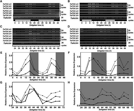 Daily oscillation of TaTOC-A1, TaTOC-B1, and TaTOC-D1 mRNA abundance in wheat leaves under different conditions. Leaves of two-week-old wheat seedlings grown under LD (16L/8D) (A and E) and SD (10L/14D) (B and F) were harvested at ZT0 and at 4-h intervals thereafter. The seedlings grown under SL (12L/12D) conditions were transferred to continuous light (C and G) and continuous dark (D and H) conditions, respectively. One day later, leaves were collected at 6:00 a.m. (ZT24) and at 4-h intervals thereafter. Both RT-PCR (A–D) and qRT-PCR (E–H) analyses were performed using homolog-specific primers of TaTOC-A1, TaTOC-B1, and TaTOC-D1 under highly stringent conditions. The TaActin gene was used as an endogenous control. Data are the means from three replicates. The white and black boxes at the bottom of each graph in A–D represent light and dark periods, respectively. The white and gray areas in E–H represent light and dark periods, respectively.
