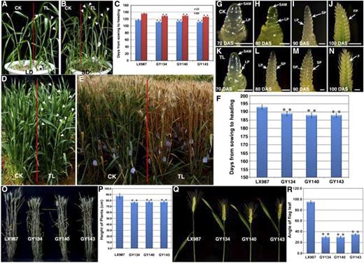 Phenotype analysis of TaTOC1-RNAi transgenic wheat. A and B, TaTOC1-RNAi transgenic wheat (TL) and control (CK) plants were grown in a growth chamber under LD (A) and SD (B) conditions. The white arrowheads indicate the heading spikelet. C, Heading time in the TL and CK plants, represented by the period (days) from sowing to heading when one-half of the spike had emerged. All plants were grown under LD and SD conditions, respectively. Data are indicated as the means ± SEM of 20 plants. D, TL and CK wheat grown under natural conditions in a field. The white arrowheads indicate the heading spikelet. E, TL plants mature more quickly than CK plants under natural conditions. F, Heading times of TL and CK plants grown under natural conditions. Data are the mean ± SEM of 100 plants. G-N, Comparison of spike development between TL andCK plants. DAS, days after sowing; F, floret; FP, floret primordium; GP, glume primordium; LP, leaf primordium; SP, spikelet primordium; SAM, shoot apical meristem. Bars in G-N, 100 μm. O and P, Comparison of the TL and CK plant heights. Q and R, Comparison of the TL and CK flag leaf angle. Statistically significant differences were determined based on three replicate analyses (t test, **P < 0.01). The plants in O–R were grown in the experimental field under natural conditions. Fifty plants per replicate were sampled and analyzed in P and R.