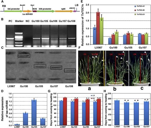 Characterization of transgenic wheat overexpressing tae-miR408. A, Schematic representation of the tae-miR408 overexpressing construct for wheat transformation. The vector backbone was derived from the pZP211 plasmid. The cassettes consisted of the Ubi promoter, the tae-MIR408b gene, NOS, the 35S promoter, and the resistance gene nptII. B, PCR detection of kanamycin-resistant regenerated lines. Marker, DL2000 DNA; NC, negative control; PC, positive control. C, Southern-blot analysis of the four kanamycin-resistant regenerated lines (Gu100, Gu105, Gu107, Gu108). Genomic DNA was digested with HindIII and then hybridized to an amplified fragment specific for the tae-MIR408b. D, qRT-PCR analyses of the expression of tae-miR408 in three T3 transgenic lines (20 plants per line). Data are the mean as mean ± SEM. E, Relative expression levels of TaTOC-A1, TaTOC-B1, and TaTOC-D1 in tae-miR408 overexpressing transgenic plants. Data are the mean ± SEM. F, Comparison of phenotypes between the transgenic lines (Gu100, Gu105, Gu107) and CK plants grown in a growth chamber. The white arrowheads indicate the heading spikelets. G, Heading times in plants overexpressing tae-miR408 represented by the period (days) from sowing to the emergence of one-half of the spike emerged. Both the T3 transgenic lines and controls were grown under LD and SD conditions, respectively. Data are the mean ± SEM of 20 plants. (t test, ** = P < 0.01). H, Heading times in plants overexpressing tae-miR408 was represented by days from sowing to heading when one-half of spike emerged. Both T3 transgenic lines and controls were grown in the experimental field under natural conditions. Data are the mean ± SEM of 100 plants (t test, **P < 0.01).
