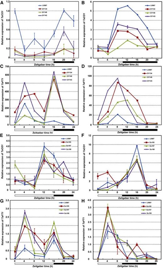 Expression of TaCO1 and TaFT1 in TaTOC1-RNAi (A–D) and tae-miR408-OE (E–H) transgenic wheat plants. The white and black boxes at the bottom of each graph represent light and dark periods, respectively. Data are the mean ± SEM.