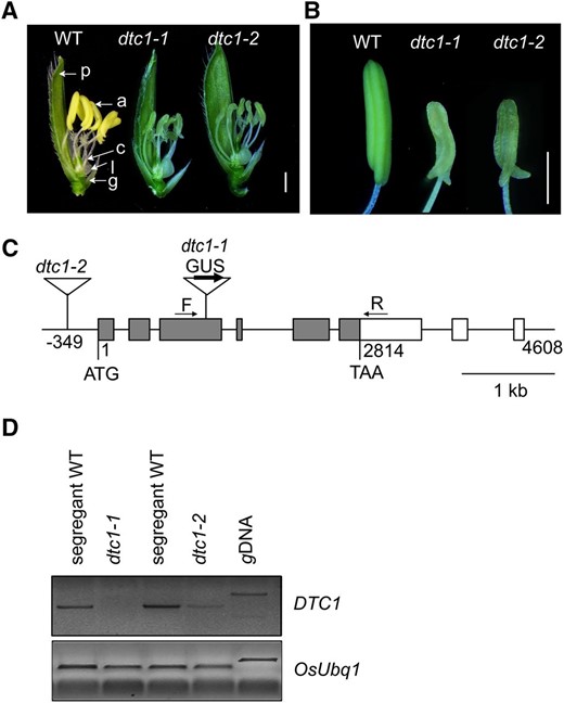 Characterization of T-DNA insertion mutants in DTC1. A, Comparisons among wild type (left), dtc1-1 (middle), and dtc1-2 (right) spikelets after removing lemma. Bar = 1 mm. B, Comparisons among wild type (left), dtc1-1 (middle), and dtc1-2 (right) anthers. Bar = 1 mm. C, Gene structure of DTC1. Gray boxes indicate exons; open boxes, UTRs; lines connecting boxes, introns. Triangles are T-DNA insertions of dtc1-1 (line 1A-12132) and dtc1-2 (line 1C-01160). Arrows F and R show primers used for RT-PCR analyses of DTC1 transcript levels. Bar = 1 kb. D, RT-PCR analyses of DTC1 transcript levels in dtc1-1 and dtc1-2 compared with segregating wild type. Rice Ubiquitin 1 (OsUbi1, Os03g0234200) served as control.