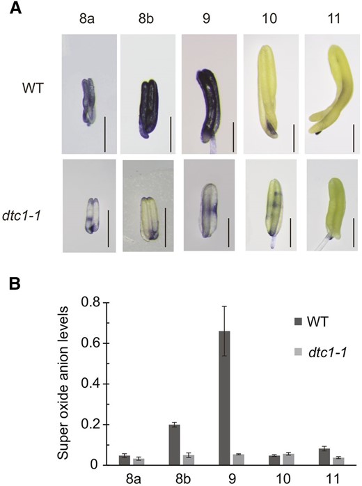 Analyses of superoxide anion levels. A, NBT staining of superoxide anion from wild type and dtc1-1 anthers from ST8a to ST11. Bars = 0.5 mm. B, Superoxide anion levels measured by WST-1.