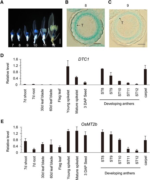 Expression profiles of DTC1 and OsMT2b. A, Expression patterns of DTC1–GUS fusion product. Photograph was taken after removal of lemma and half of palea. Numbers indicate anther development stages ST7 through ST12. Scale bar = 1 mm. B and C, Cross section of anthers from T-DNA-tagged line expressing DTC1–GUS at ST8 and ST9. T, tapetum. Bars = 20 μm. D and E, qRT-PCR analyses of DTC1 (D) and OsMT2b (E) expression in various organs. Transcript levels were normalized to OsUbi1.