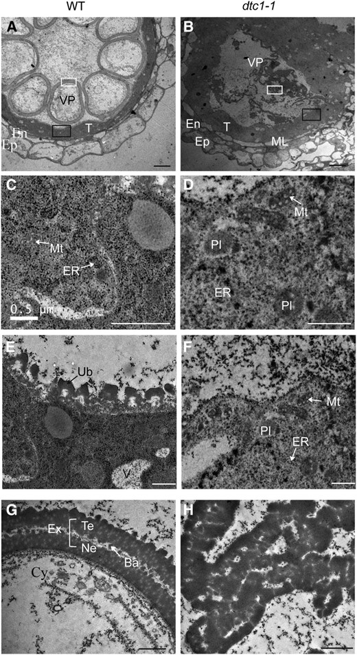 Transmission electron microscopy of wild type and dtc1-1 anthers. A and B, Anther wall layer of wild type (A) and dtc1-1 (B) at ST10. C and D, Magnified images of tapetal cytoplasm indicated by black solid boxes in A and B. E and F, Magnified images of inner surface of tapetum in A and B. G, Magnified images of vacuolated pollen wall from A. H, Magnified images inside locule from B. Ba, Bacula; Cy, cytosol of vacuolated pollen; En, endothecial cell; Ep, epidermal cell; ER, endoplasmic reticulum; Ex, exine; ML, middle layer; Mt, mitochondria; Ne, nexine; Pl, plastids; T, tapetal cell; Te, tectum; Ub, Ubisch bodies; V, vacuole; VP, vacuolated pollen. Bars = 10 μm (A and B) and 1 μm (C–H).