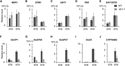 Expression analyses of marker genes during stages of anther development. Quantitative RT-PCR of MSP1 (A), DTM1 (B), UDT1 (C), TDR (D), EAT1/DTD (E), OsCP1 (F), OsAP25 (G), OsAP37 (H), OsC6 (I), and CYP704B2 (J). y axis, gene expression relative to rice OsUbi1 transcript level.