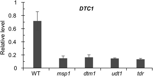 Expression analysis of DTC1 in other anther mutants. Anthers from msp1, udt1, dtm1, and tdr mutants were harvested at ST9, and expression of DTC1 was measured by qRT-PCR. y axis, gene expression relative to OsUbi1 transcript level. Results represent averages of 3 independent experiments.