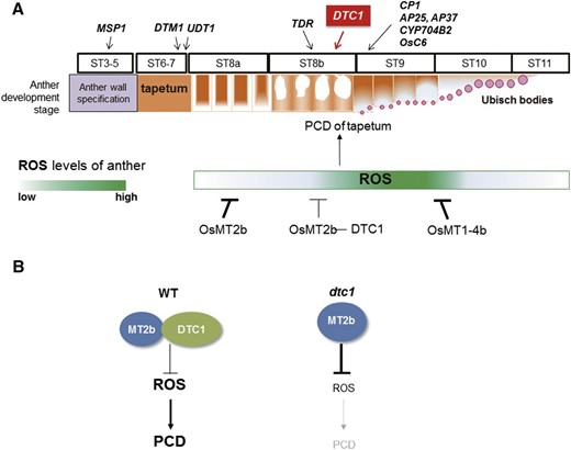 Role of DTC1 during anther development and tapetum degeneration. A, Schematic diagram of PCD in tapetum, and ROS levels regulated by MTs and DTC1. Genes involved in tapetum development are presented. Arrows indicate times when each marker gene functions. B, Differences in PCD induced by ROS in wild type and dtc1 mutant anthers.